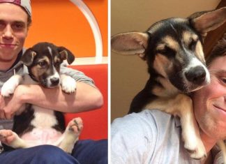 15 before-and-after photos of rescued animals that will put a smile on your face