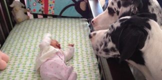 These parents left their baby alone with the dog. When they came back, they found THIS.
