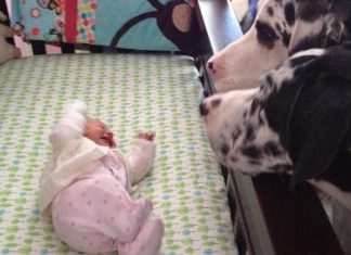 These parents left their baby alone with the dog. When they came back, they found THIS.