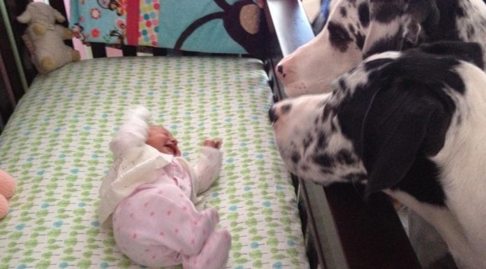 These parents left their baby alone with the dog. When they came back, they found THIS.