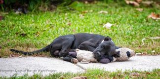 She Sees A Homeless Dog Sleeping With An Old Toy. But When She Comes Back, Unbelievable…