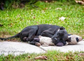 She Sees A Homeless Dog Sleeping With An Old Toy. But When She Comes Back, Unbelievable…
