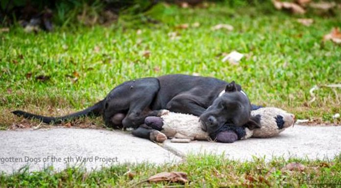 She Sees A Homeless Dog Sleeping With An Old Toy. But When She Comes Back, Unbelievable…