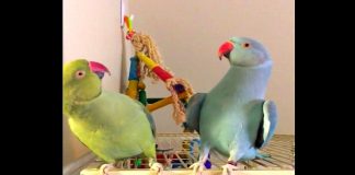 These Parakeets Call Each Other By Name – But It’s Their New Trick That’s Hysterical