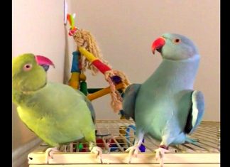 These Parakeets Call Each Other By Name – But It’s Their New Trick That’s Hysterical