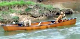 Two Frightened Dogs Are Trapped In A Canoe – Now, Watch Who Comes To Their Rescue