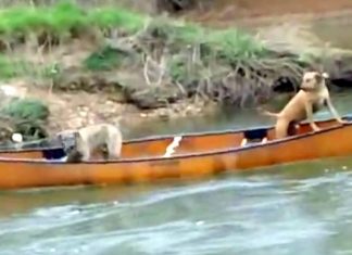 Two Frightened Dogs Are Trapped In A Canoe – Now, Watch Who Comes To Their Rescue