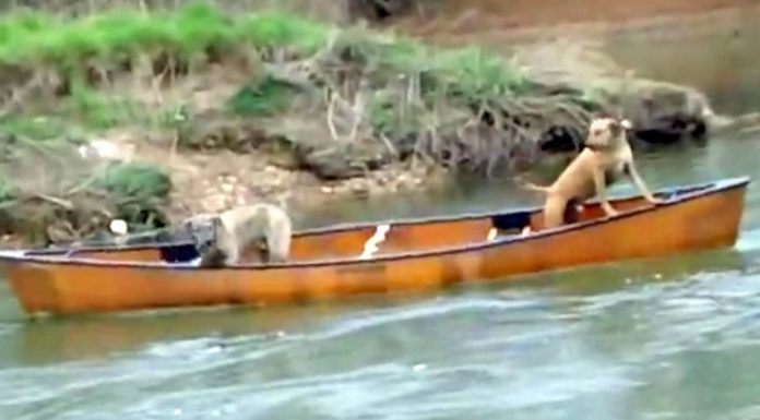 Two Frightened Dogs Are Trapped In A Canoe – Now, Watch Who Comes To Their Rescue
