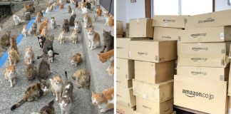 Japan’s Cat Island Asks Internet For Food, Gets More Than They Can Store