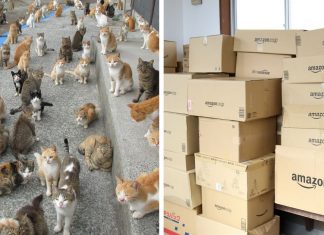 Japan’s Cat Island Asks Internet For Food, Gets More Than They Can Store
