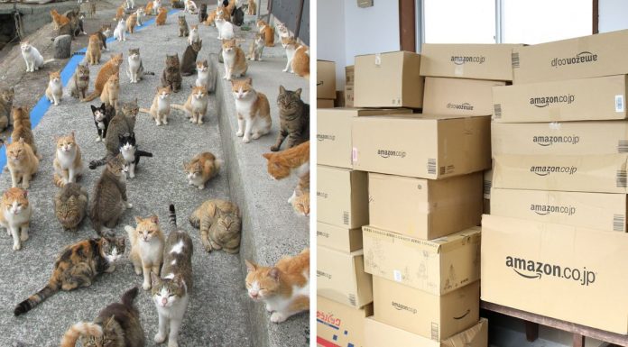 Japan’s Cat Island Asks Internet For Food, Gets More Than They Can Store