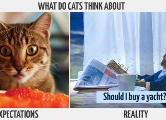 The life of a proud cat owner: Expectations vs. Reality