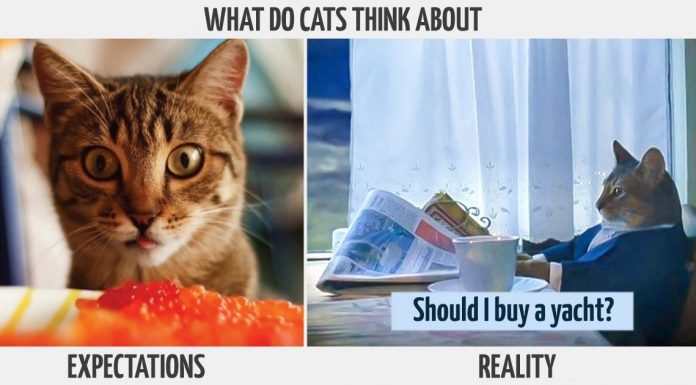 The life of a proud cat owner: Expectations vs. Reality
