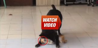 THIS Is What Happens When A Cat Is Adopted And Raised By A Dog.