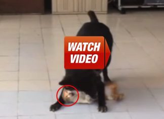 THIS Is What Happens When A Cat Is Adopted And Raised By A Dog.