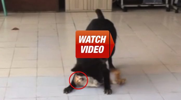 THIS Is What Happens When A Cat Is Adopted And Raised By A Dog.