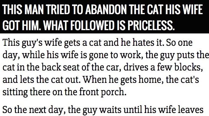 Man Tries To Abandon Wife’s Cat. What Followed Is Priceless.