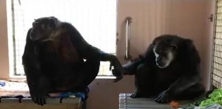 Chimp Spent 18 Years Alone. But Now Watch When He Meets His New Friend. Beautiful.