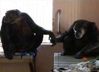 Chimp Spent 18 Years Alone. But Now Watch When He Meets His New Friend. Beautiful.
