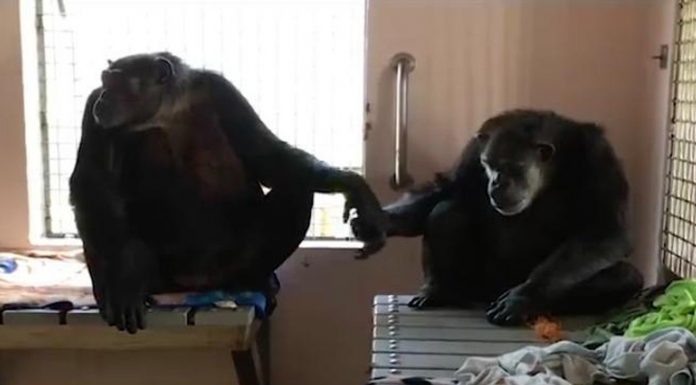 Chimp Spent 18 Years Alone. But Now Watch When He Meets His New Friend. Beautiful.