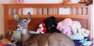 When This Veterinarian Took On An Unusual Patient, She Never Thought This Would Happen…