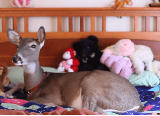 When This Veterinarian Took On An Unusual Patient, She Never Thought This Would Happen…