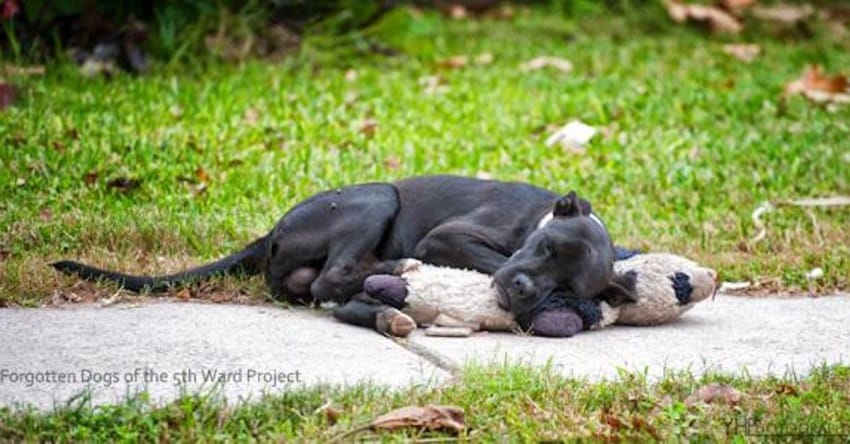 Abandoned dog lies on sidewalk hugging stuffed animal for comfort
