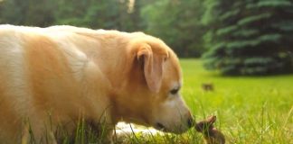 She’s Never Met A Baby Before. But When The Bunny Starts To Hop? Keep Your Eyes On The Dog!