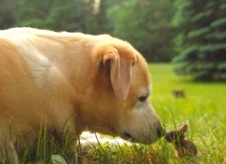 She’s Never Met A Baby Before. But When The Bunny Starts To Hop? Keep Your Eyes On The Dog!