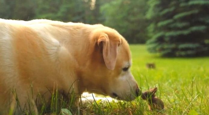 She’s Never Met A Baby Before. But When The Bunny Starts To Hop? Keep Your Eyes On The Dog!