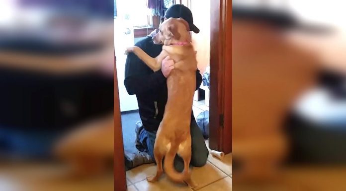 Dad’s Been Gone For 2 Months. But When He Walks Through The Door? Look At Her Little Face!