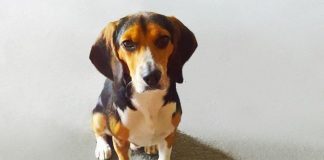 This woman demanded her boyfriend get rid of his dog. So he placed the following advert…