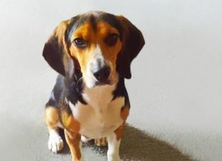 This woman demanded her boyfriend get rid of his dog. So he placed the following advert…