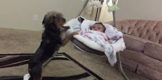 Loving dog gently rocks baby cradle