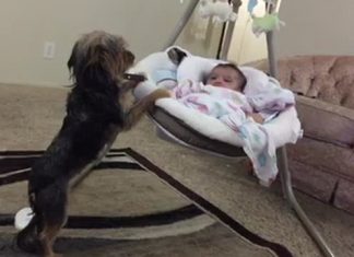 Loving dog gently rocks baby cradle