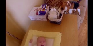 Mom’s Taking Care Of Baby – But Keep Your Eyes On The Beagle