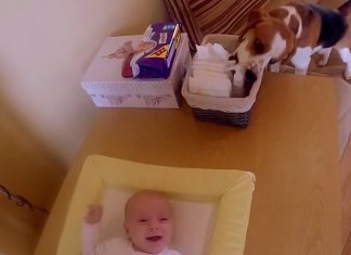Mom’s Taking Care Of Baby – But Keep Your Eyes On The Beagle