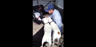 These Loving Dogs Want to Greet the New Baby. Watch This!