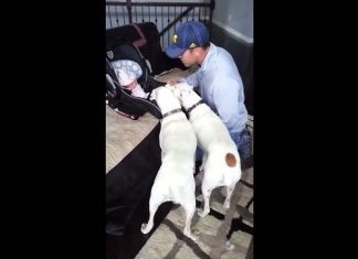 These Loving Dogs Want to Greet the New Baby. Watch This!