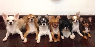 7 Tiny Chihuahuas Live Under The Same Roof, But Wait Until You See Their Dad…