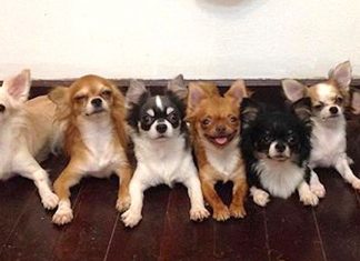7 Tiny Chihuahuas Live Under The Same Roof, But Wait Until You See Their Dad…