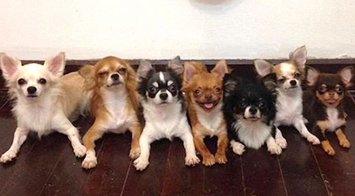 7 Tiny Chihuahuas Live Under The Same Roof, But Wait Until You See Their Dad…