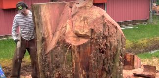 He Observes The Stump – What He Does With It Gets All The Neighbors Talking