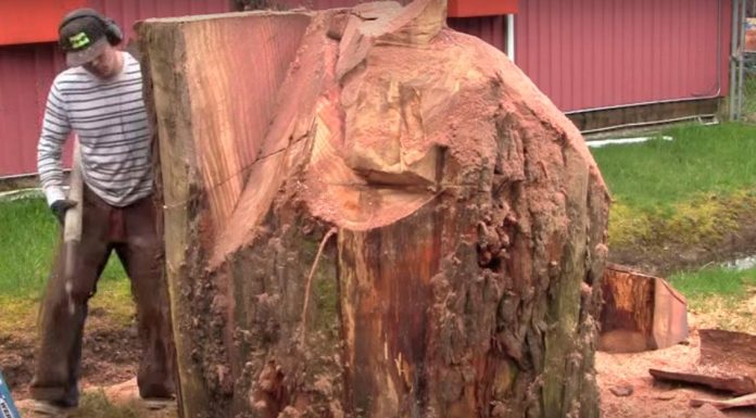 He Observes The Stump – What He Does With It Gets All The Neighbors Talking