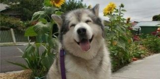 30 Amazing Facts about Animals guaranteed to make you Smile