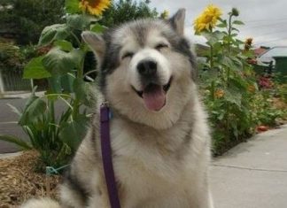 30 Amazing Facts about Animals guaranteed to make you Smile