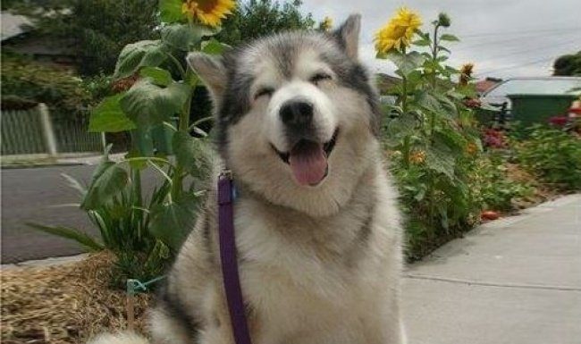 30 Amazing Facts about Animals guaranteed to make you Smile