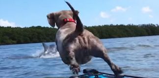 Fearless Wiener Dog Goes Overboard In Pursuit Of A Dolphin