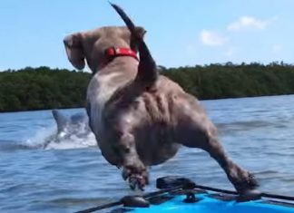 Fearless Wiener Dog Goes Overboard In Pursuit Of A Dolphin