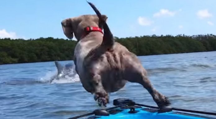 Fearless Wiener Dog Goes Overboard In Pursuit Of A Dolphin